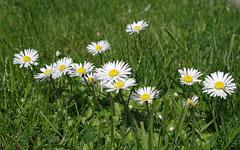 Daisies, nature, white, flowers HD wallpaper