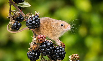 Harvest mouse, animal, mouse, cute, fruit, soricel, berry, harvest, rodent, green HD wallpaper