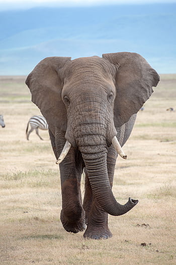 Close-up of an African elephant (Loxodonta africana) in Tanzania's savanna, showcasing wildlife beauty. HD phone wallpaper