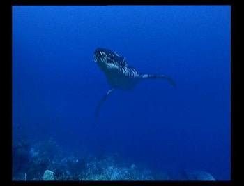 I WANT A PET LIOPLEURODON, what big dinosaurs, the cruel deep blue sea HD wallpaper