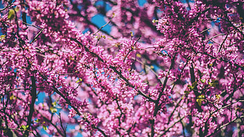 Cherry Flowers Pink, cherry, flowers, pink HD wallpaper