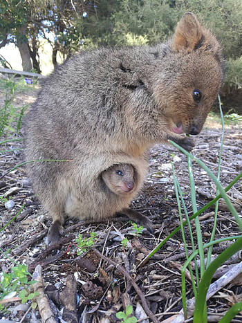 Mother and baby, Quokka HD phone wallpaper