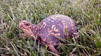 Animals, Grass, Reptile, Carapace, Shell, Turtle HD wallpaper