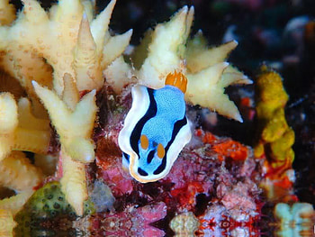 Chromodoris Annae, fish, flat, coral, turquoise HD wallpaper