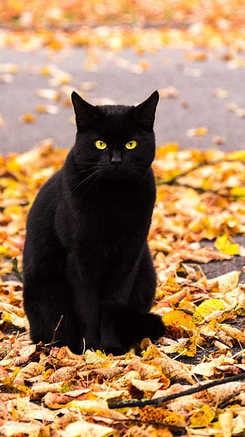 Black Cat, Cute, Kitty HD phone wallpaper