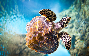 187 Turtle | Turtle Backgrounds Page 4 HD wallpaper