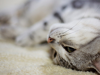 Animals, Cat, Muzzle, Sight, Opinion HD wallpaper