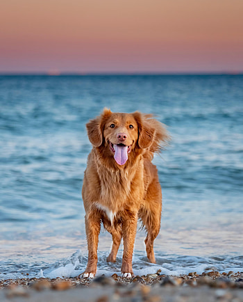 Animals, Sea, Dog, Pet, Protruding Tongue, Tongue Stuck Out, Retriever HD phone wallpaper