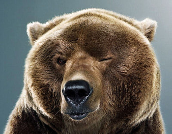Funny Bear, cool, funny, bear HD wallpaper