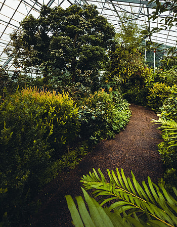 Plants, Nature, Trees, Bush, Track, Greenhouse HD phone wallpaper