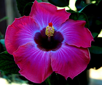 Hibiscus, nature, flowers, close up, petals HD wallpaper