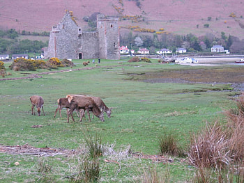 red deer grazing, village, grazing HD wallpaper