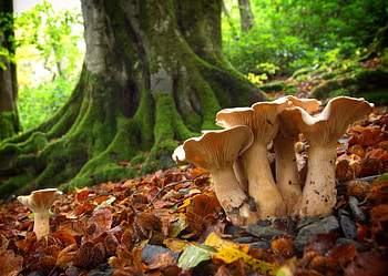 Mushrooms, Beech Tree HD wallpaper