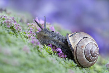 Snail, shell, hill, insect HD wallpaper