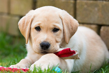 Dog, sweet, animal, dogs, cute, beautiful, puppys, puppy, pretty, animals, lovely HD wallpaper