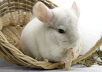 Chinchilla close-ups, Fluffy pets, Rodent companions, Cute and cuddly HD wallpaper