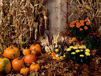 Halloween_Spectacular, halloween, other, nature, flowers, fruits HD wallpaper