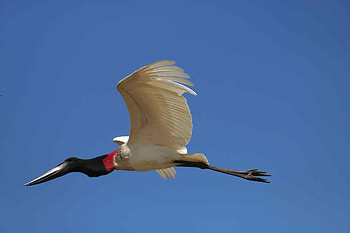 Pantanal Pathfinder, Gallery, Breathtaking Scenery, Untamed Wildlife HD wallpaper