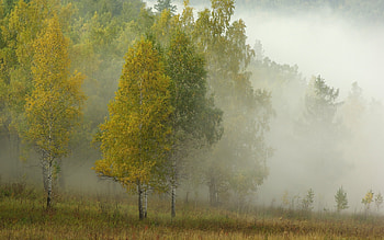 Landscape, Trees, Autumn HD wallpaper