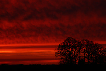 Trees, Sunset, Sky, Dark, Silhouette HD wallpaper