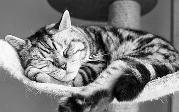 Animals, Cat, To Lie Down, Lie, Striped, Bw, Chb, Sleep, Dream HD wallpaper