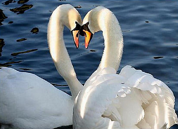 So in Love, swans, white, sunlight, pretty, pair, heart, water, lake HD wallpaper