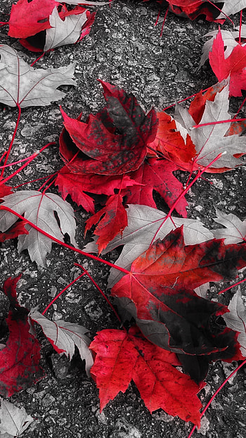 fall, nature, leaf HD phone wallpaper