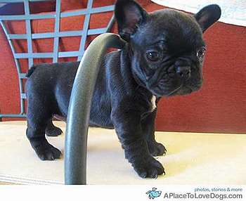 CUTE BLACK BOXER, cute, puppy, boxer, little HD wallpaper