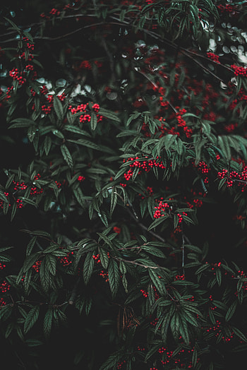 Nature, Leaves, Berries, Wood, Tree, Garden HD phone wallpaper