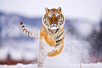 Tiger, beautiful, , snow HD wallpaper