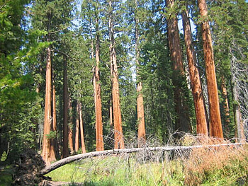 Sequoia Trees, trees, leaves, light, land HD wallpaper
