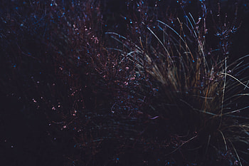 Grass, Plant, Macro, Dark HD wallpaper