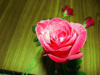 BEAUTIFUL ROSE FOR CAROL., rose, pinh, carol, buds HD wallpaper