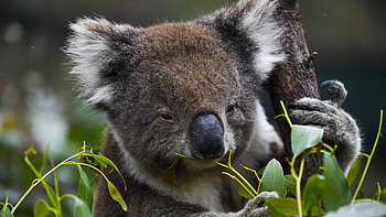 Koalas, Officieel bedreigde diersoort, Australi, Nos HD wallpaper