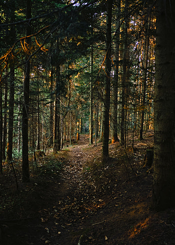 Nature, Pine, Forest, Path HD phone wallpaper