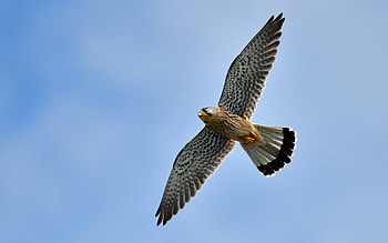 Kestrel, animal, kestral, bird, falcon HD wallpaper