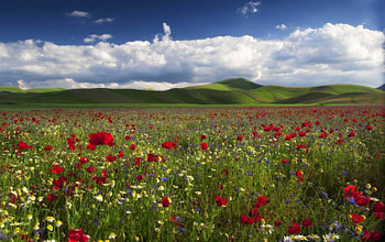 flowers, fun, field, cool, nature HD wallpaper
