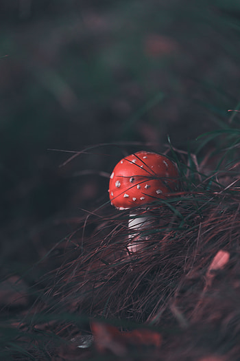 Nature, Grass, Blur, Smooth, Mushroom, Fly Agaric HD phone wallpaper