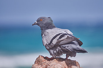 Dove, bird, portrait HD wallpaper