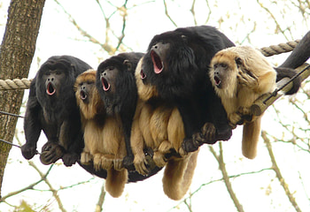 Choir, Howler Monkey HD wallpaper