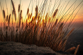 Nature, Sunset, Sun, Sand, Ears, Spikes HD wallpaper