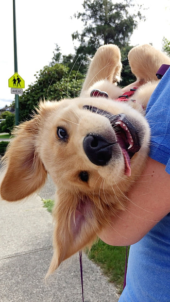 Funny, Funny Cute Dog HD phone wallpaper