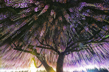 Wisteria Trees, trees, nature HD wallpaper