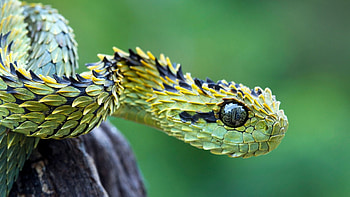 Snake, Animal, Viper HD wallpaper