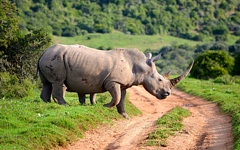 White Rhino, road, rhino, Africa, path HD wallpaper