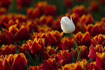 Flowers, Tulips, One HD wallpaper