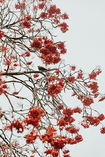Nature, Berries, Bird, Wood, Tree, Clusters, Bunches HD phone wallpaper