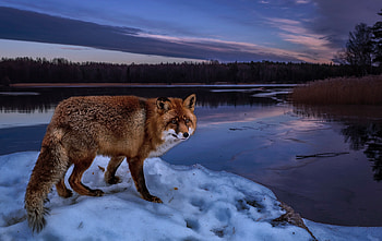 Wildlife, predator, fox, dawn, lake HD wallpaper
