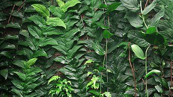 jungle , Immerse into nature, Exquisite jungle, Enthralling visuals HD wallpaper