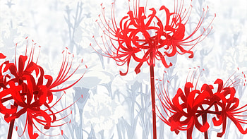 Red Spider Lily.. Tokyo Ghoul. Tokyo ghoul , Tokyo ghoul flower, Lilies drawing HD wallpaper